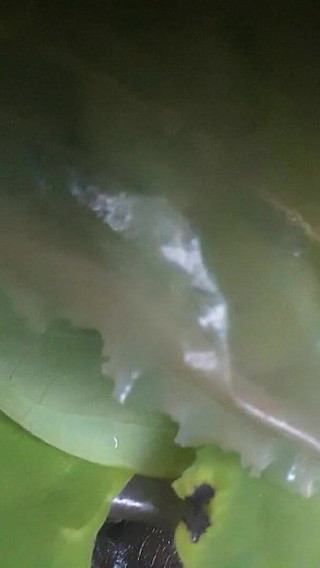 Jungle Desi Video Viral