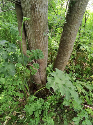 Married Straight Man Bareback Fucks Another Man and Cums Inside His Tight Creampie Ass