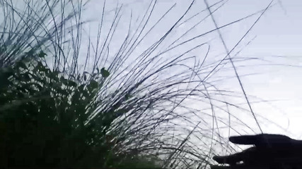 I Went Out to Do Mangal in the Jungle in the Morning // Watch Full Video, You Will Enjoy