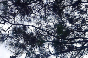 Piss Tribute on Field Huge Indian Cock