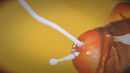 Who All Want This Deep Down Inside Their Vagina? Comment Fast