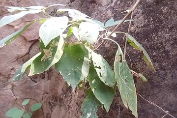 Piss Tribute in Jungle