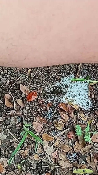 Compilation Pisses Urine by Master David