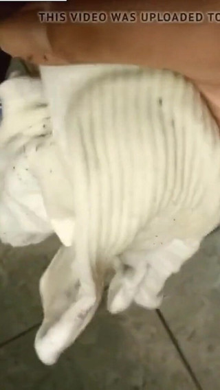 Dirtyjunkbro Pisses in the Bathroom, but Not Where to Piss......