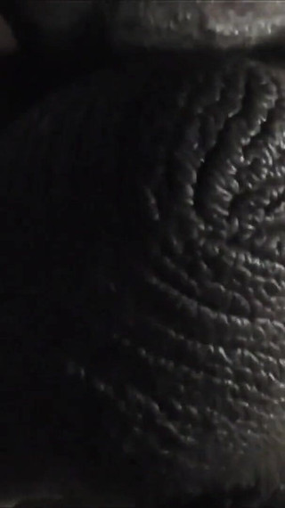 Big Black Dick POV Fucks and Breeds Latin Ass