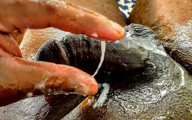 The Immortal Ale, Bubbly Crystal Clear in Glass in Direct Sunlight, Shining Cum